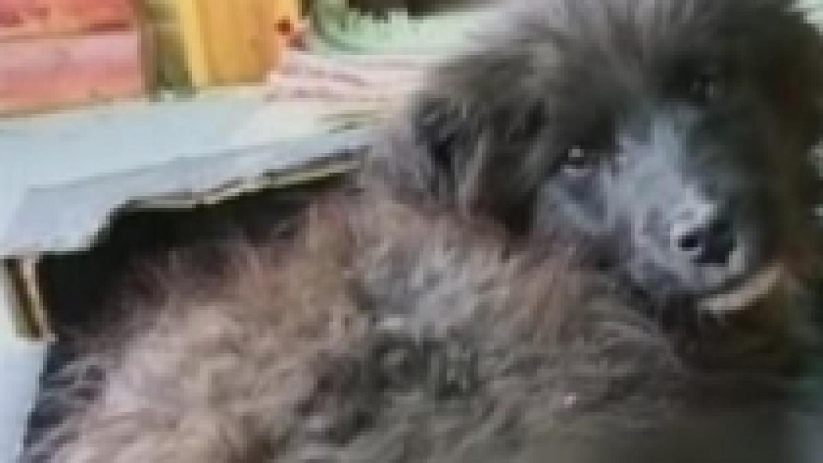 cruzime la 14 ani a taiat labele si coada unui caine imagini socante