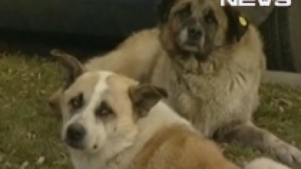eutanasierea cainilor fara stapan ar putea fi permisa din nou in romania