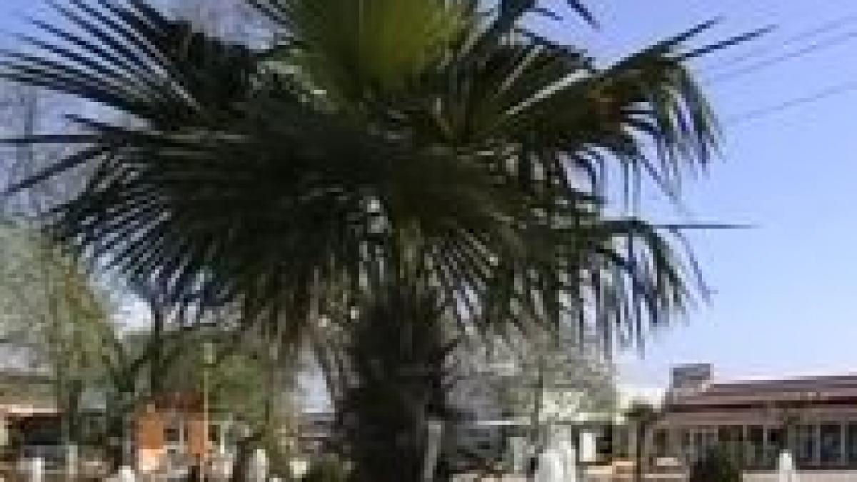 pregatirile pentru 1 mai pe ultima suta de metri la mamaia sunt replantati palmierii video