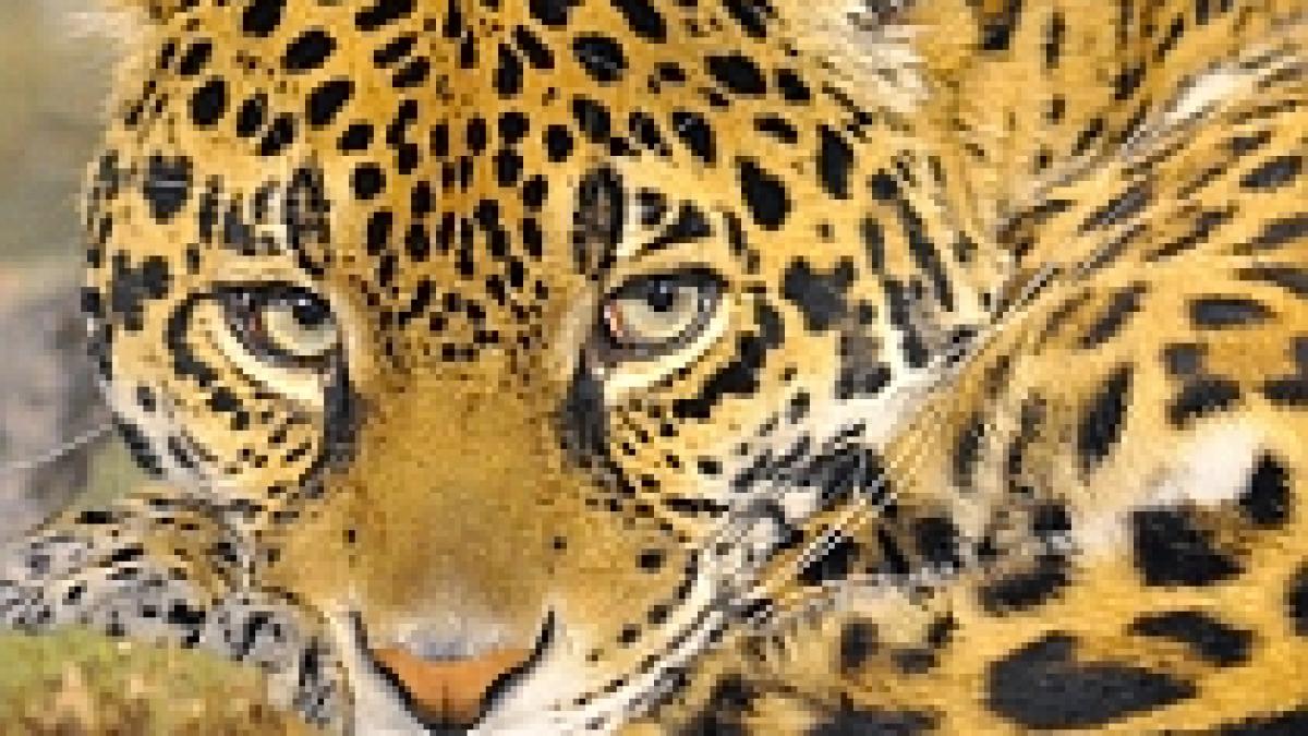 onu liderii nu si au respectat promisiunea viata pe pamant dispare la fel de repede