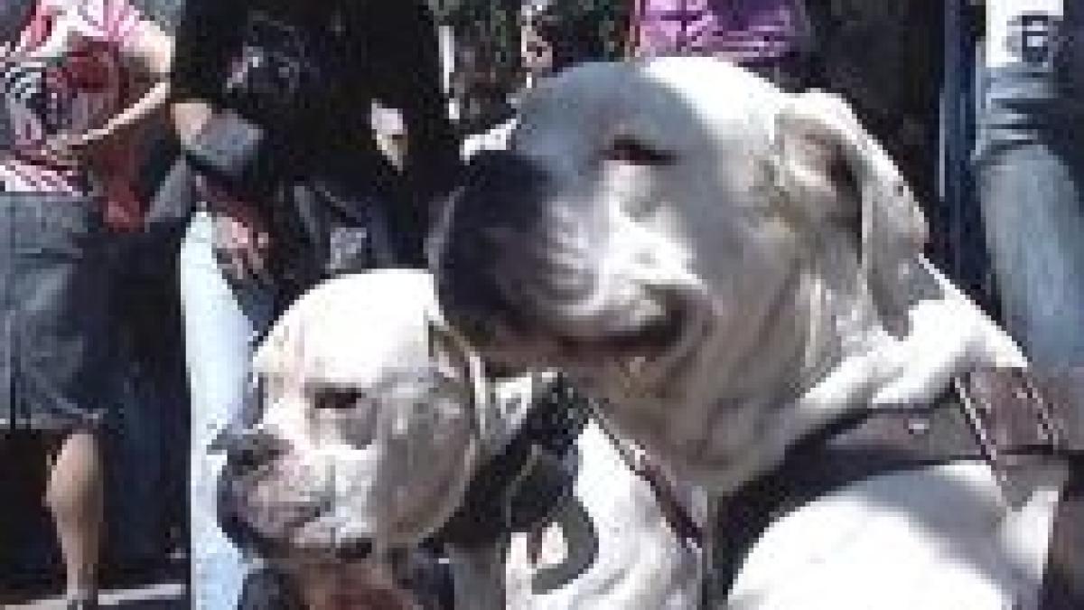 protest fata de decizia de a eutanasia cainii maidanezi in capitala video