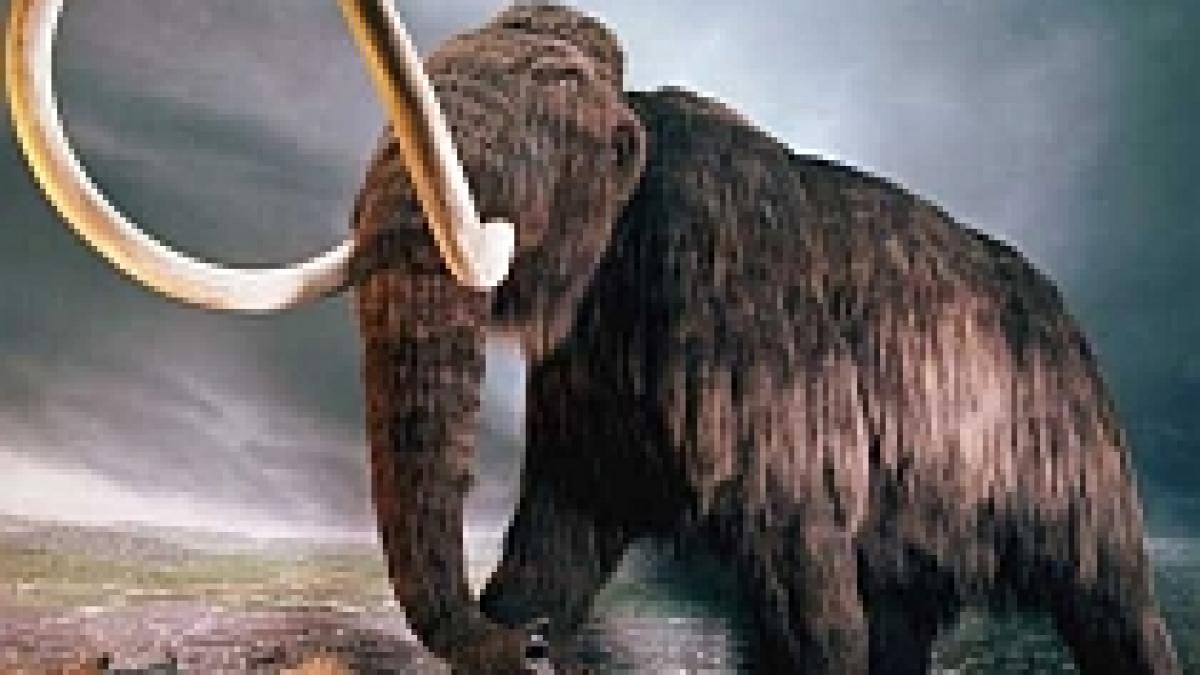 secretul mamutului sange cu antigel