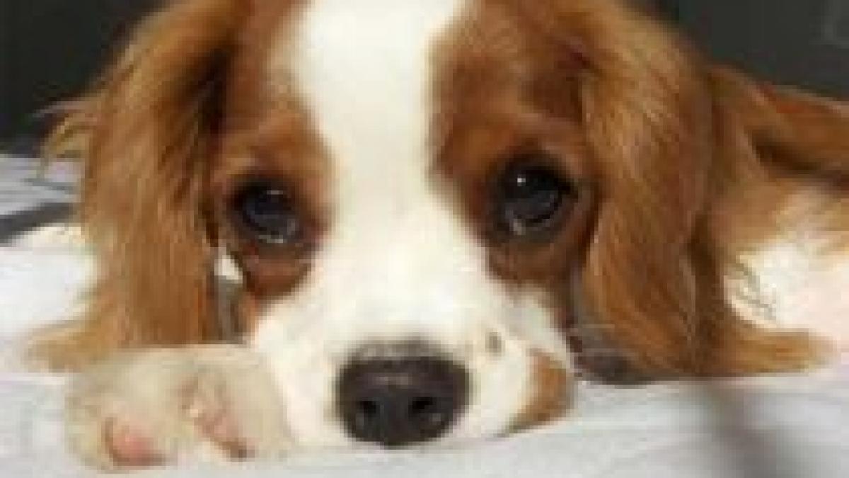 studiu numai 30 dintre bucuresteni se opun eutanasierii cainilor video