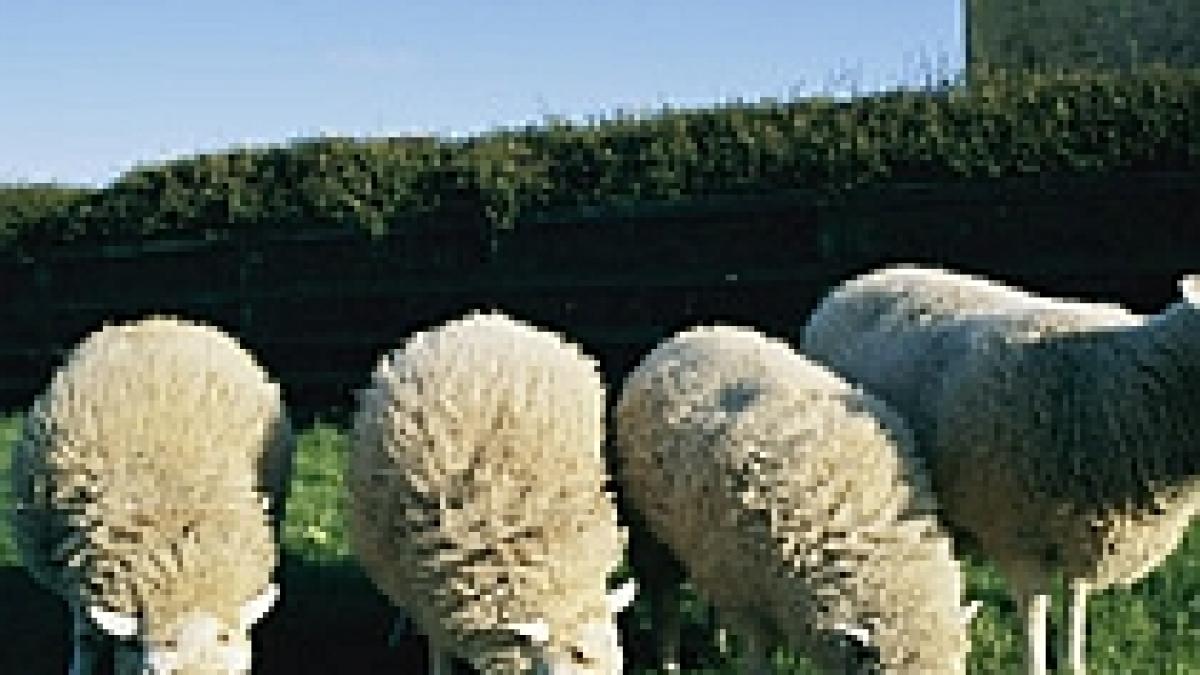 O comisie UE respinge folosirea de alimente din animale clonate
