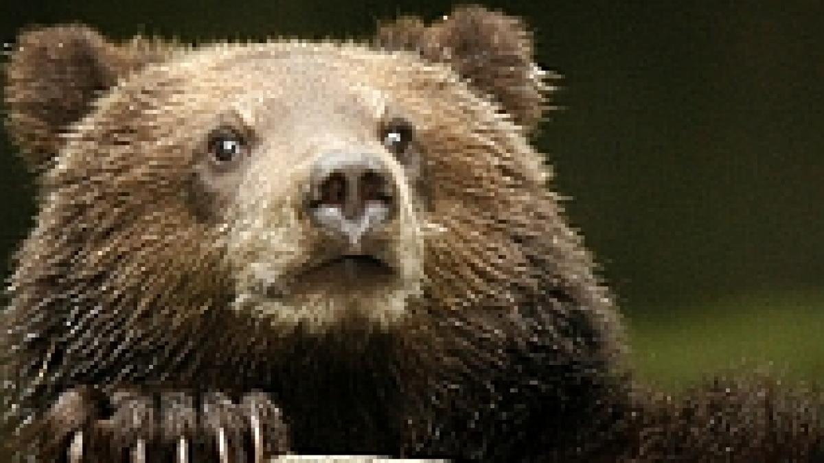 ecologistii de la wwf lanseaza o campanie pentru salvarea ursilor din romania