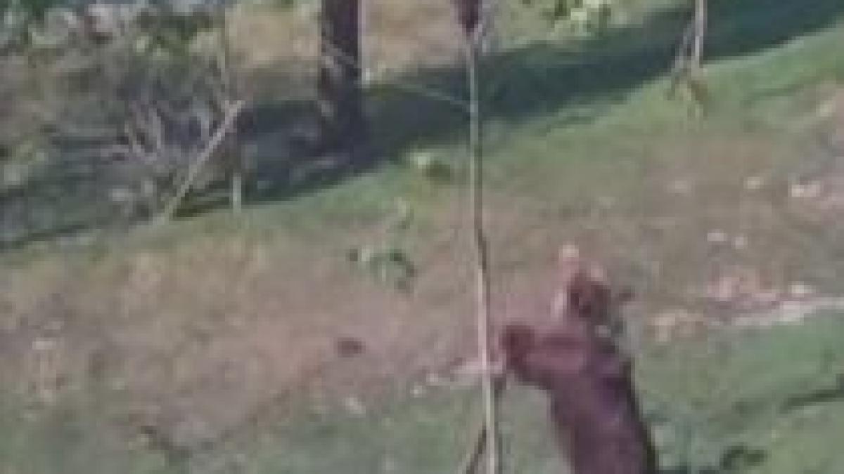 o ursoaica isi salveaza puiul catarat in copac video