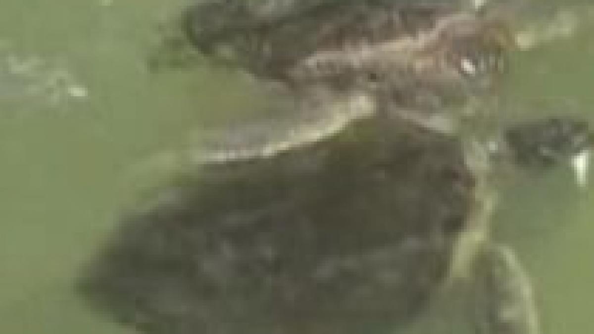 un spital din florida are ca pacienti broaste testoase video