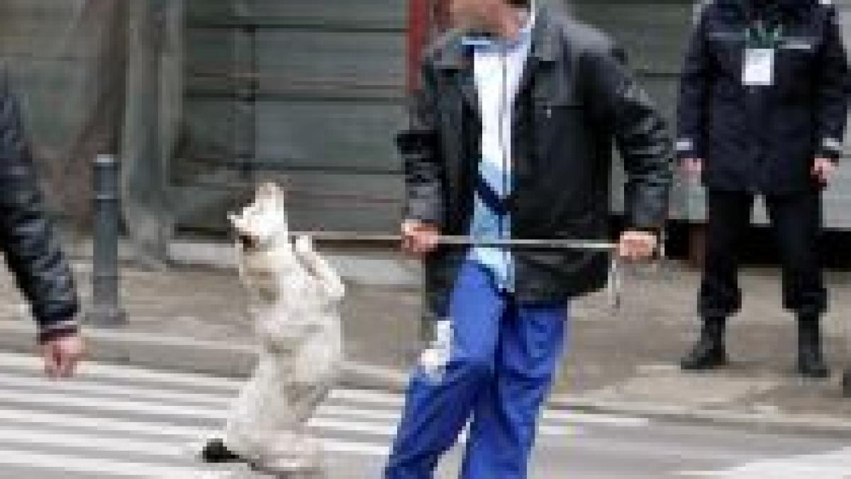 presa straina despre maidanezii din bucuresti peste 100 000 de caini vagabonzi vor fi macelariti