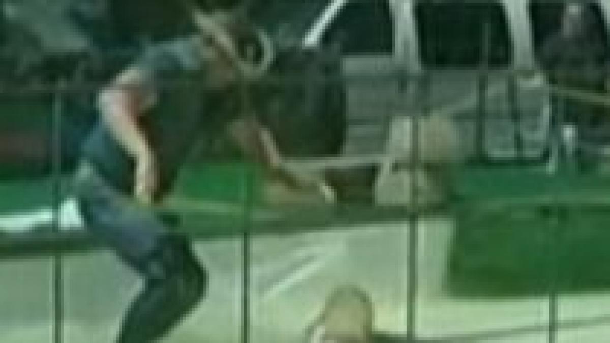 dresor din florida atacat de un crocodil in timpul unui spectacol video