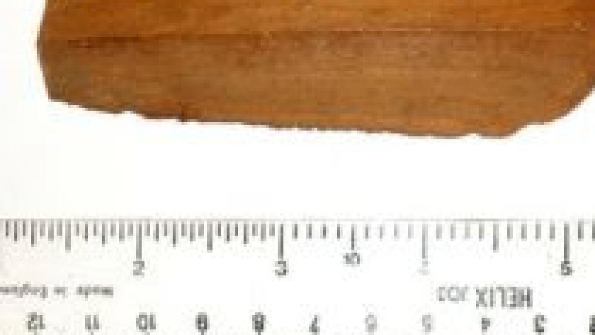 o bucata din pomul lui isaac newton va sfida gravitatia