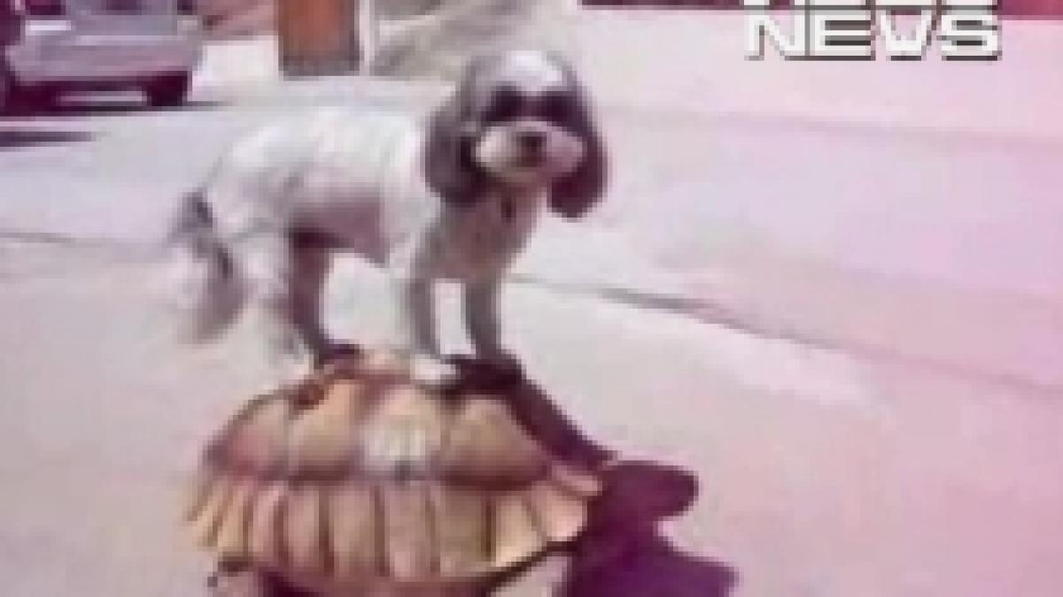 un caine a gasit un nou mijloc de locomotie broasca testoasa video