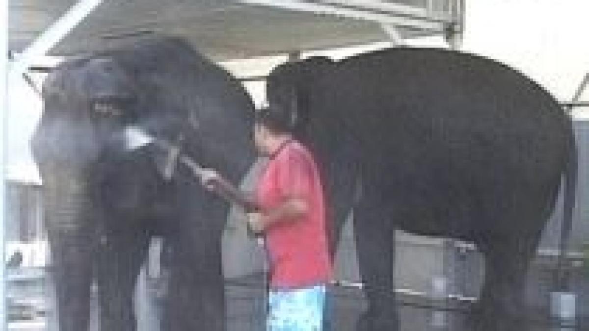 doi elefanti fac baie la o spalatorie auto din targu jiu video