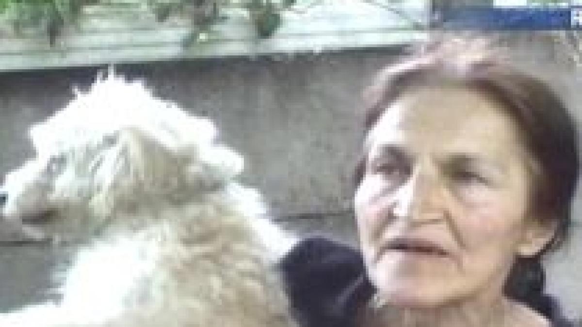 resita scandal provocat de o pensionara care a adunat zeci de caini intr un adapost improvizat video