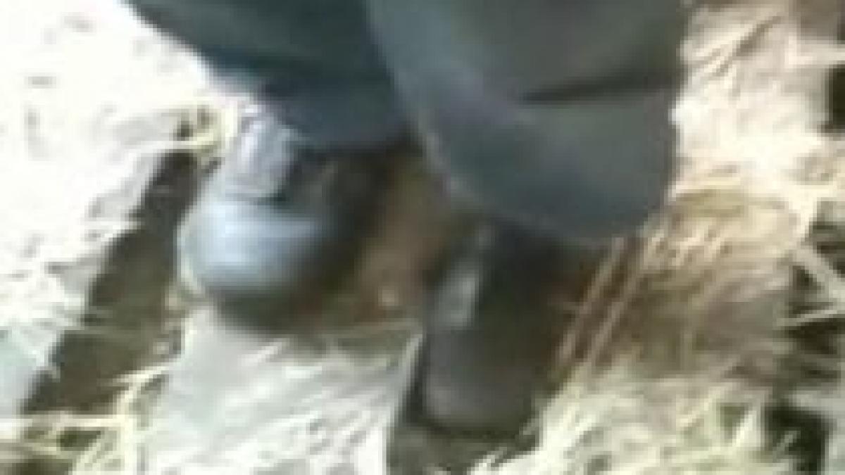 un australian cu iq ul unei gaini nu stie cum sa scape din capcana scandurilor video