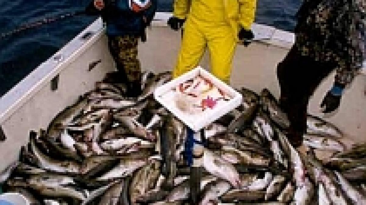 onu pestii ar putea disparea in 40 ani