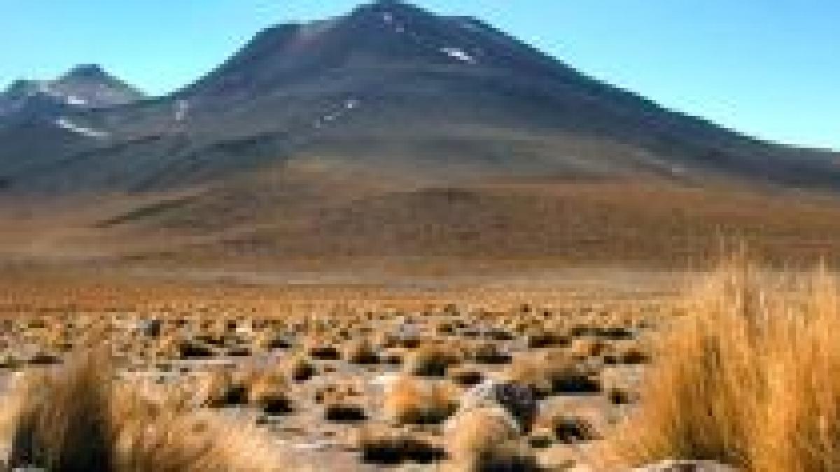 a nins in desertul atacama pentru prima oara in ultimii cinci ani