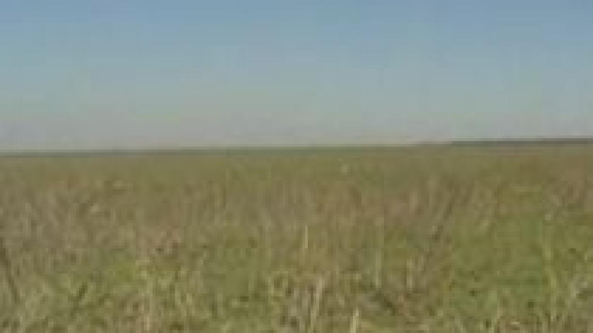 bucurestenii care au terenuri virane ar putea fi obligati sa le salubrizeze si sa le acopere cu