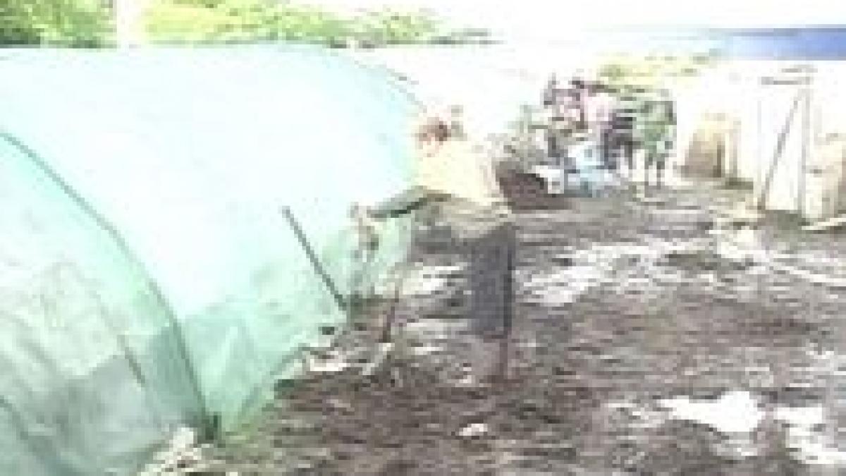 mures ploile torentiale au inundat gospodarii si au distrus o sera video