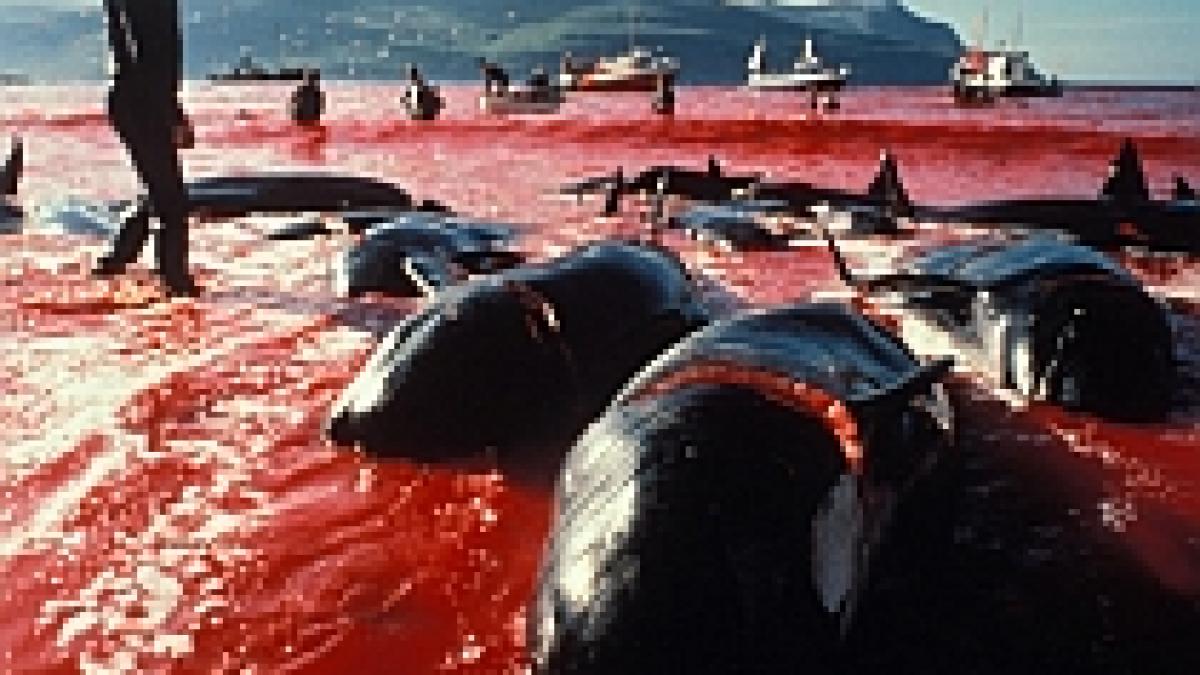 raport balenele si delifinii merita drepturi umane datorita inteligentei lor