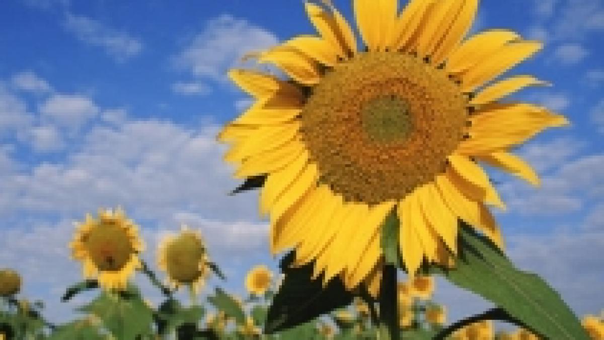 temperaturi de pana la 30 de grade in zilele urmatoare vezi prognoza meteo