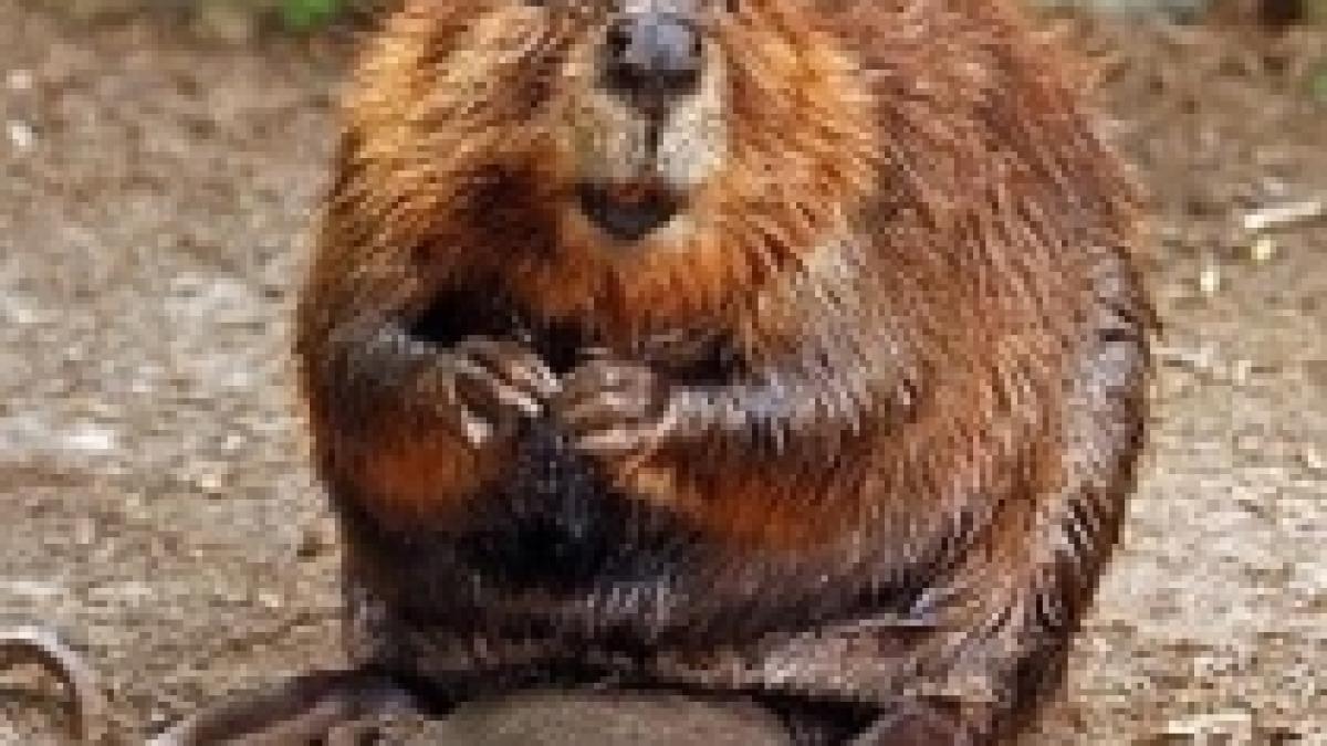 ministrul polonez de interne da vina pe castori animalele au contribuit la producerea inundatiilor