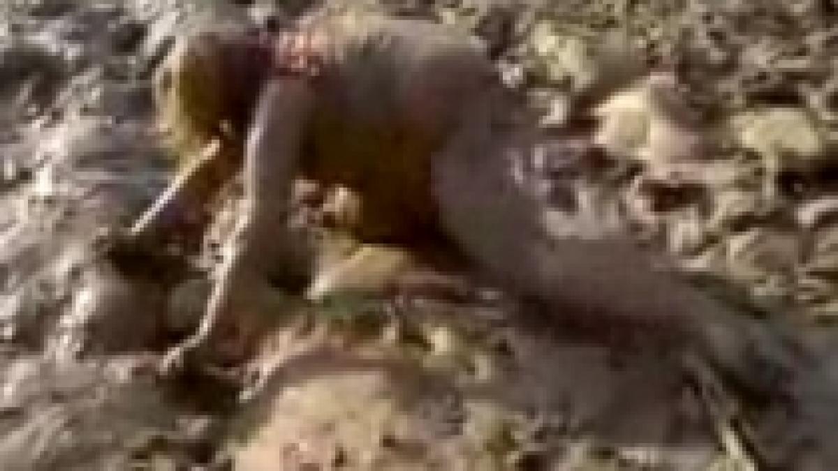 distractie made in usa o tanara beata nu reuseste sa se ridice din noroi video