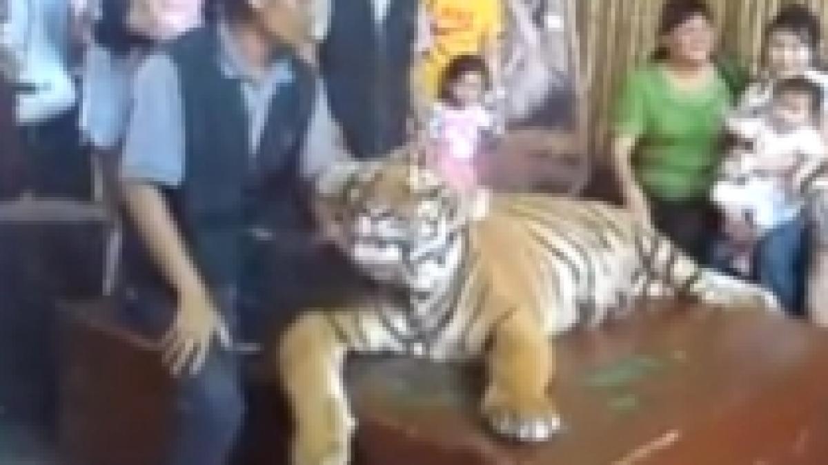 imagini cu un tigru sedat si abuzat intr o gradina zoologica din malaezia video