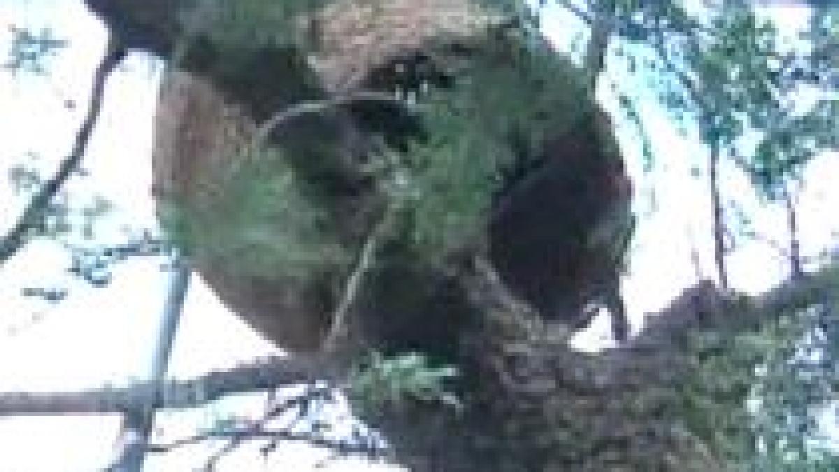 timisoara ar putea fi invadata de milioane de albine din cauza vremii ploioase video