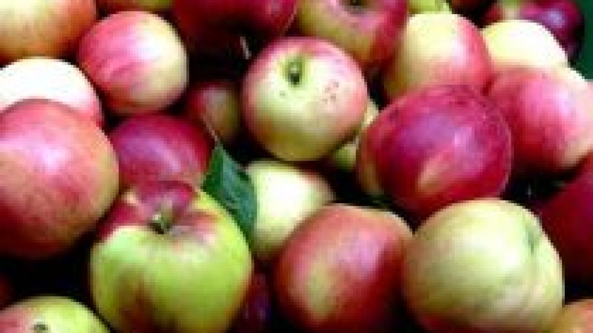 copiii de la o scoala din dambovita au primit mere stricate prin programul guvernamental