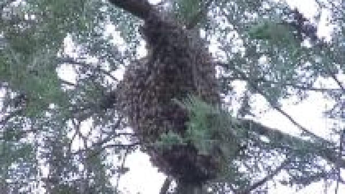 zeci de copii s au baricadat in gradinita de frica unui roi de albine video