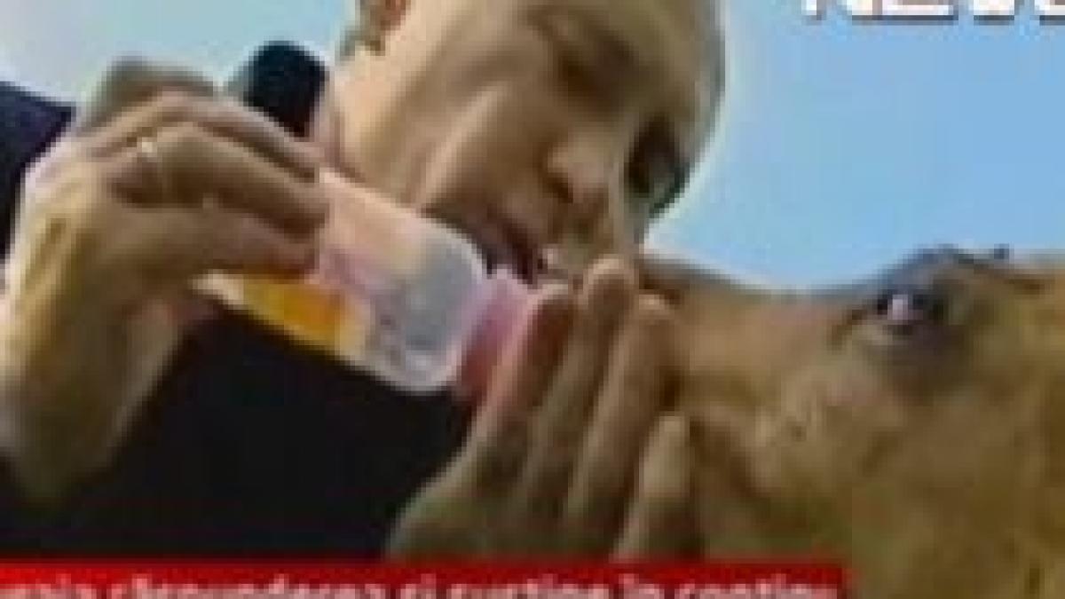 putin isi arata latura sensibila hraneste un pui de elan pe care il pupa video