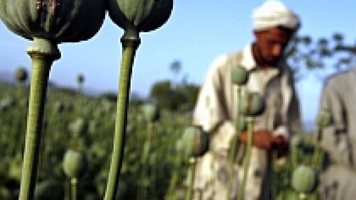 kremlin nemultumit de campania anti drog din afghanistan