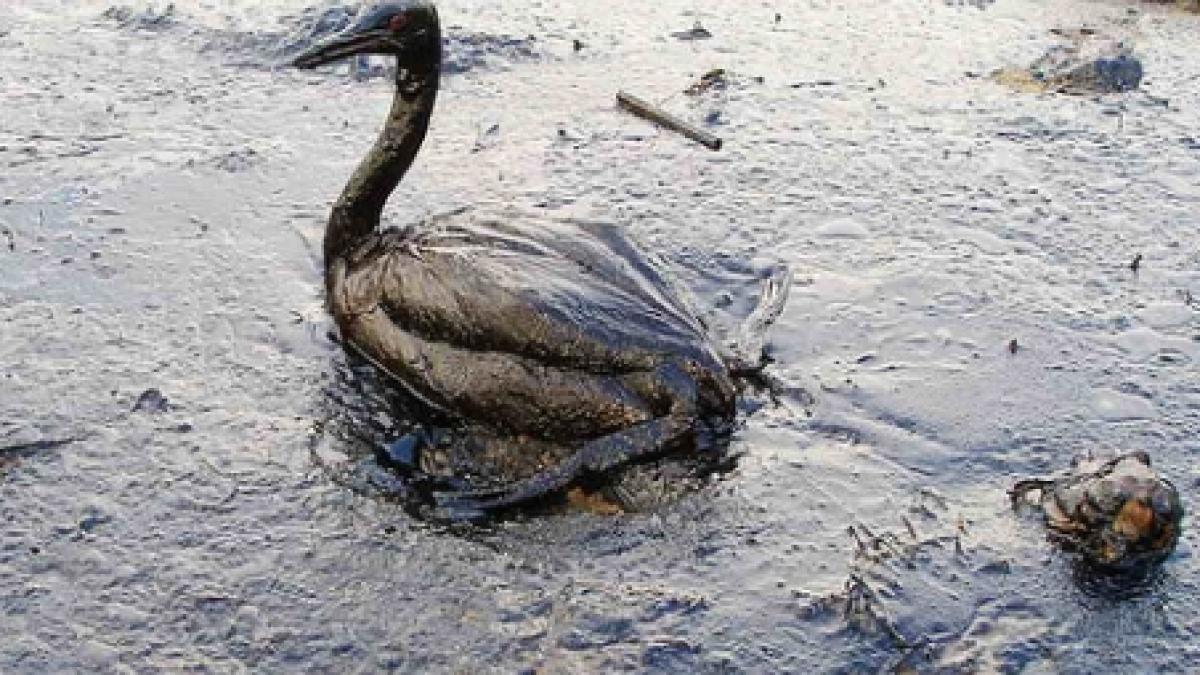 o noua pata de petrol in curs de formare in golful mexic