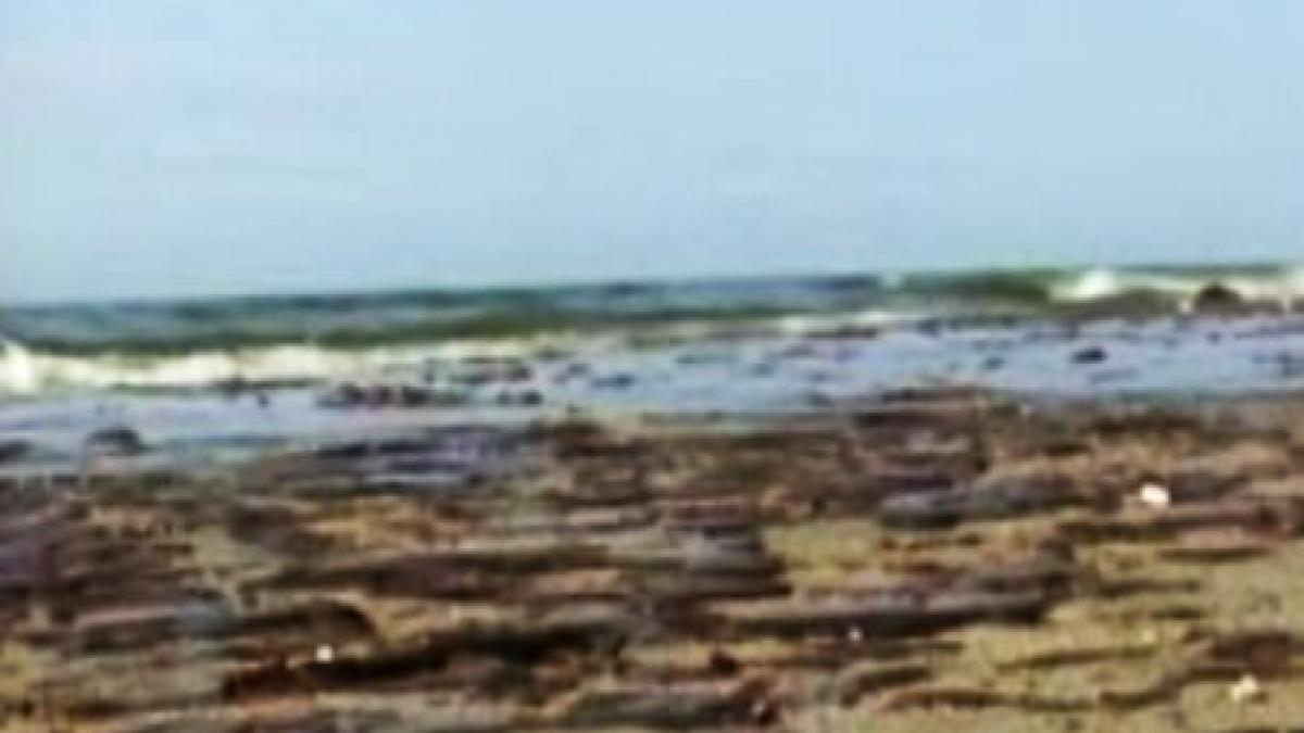 zeci de oameni s au imbolnavit din cauza mareei negre din golful mexic