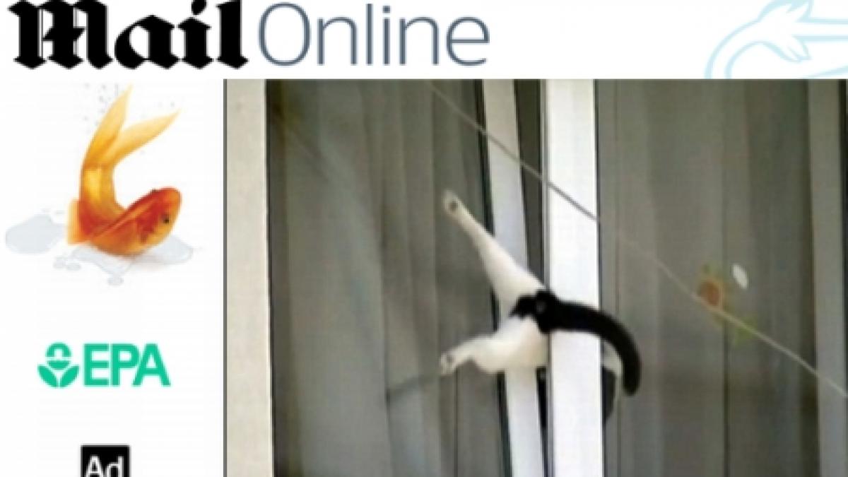 pisica blocata intr o fereastra in bucuresti a ajuns vedeta internationala video