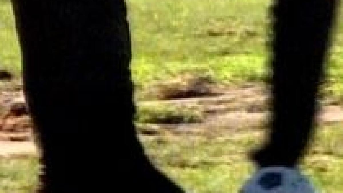 elefantii africani si pestii japonezi joaca fotbal in spiritul campionatului mondial video