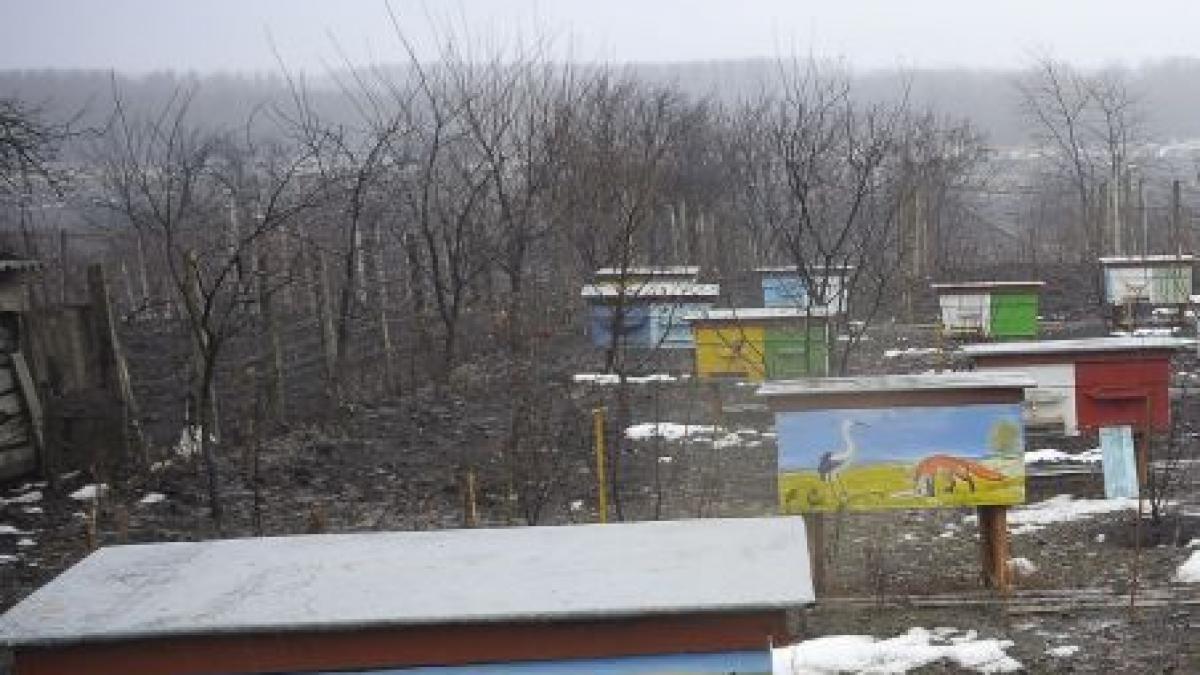 bucuresteni intepati de albine dupa ce un apicultor si a adus stupii in capitala