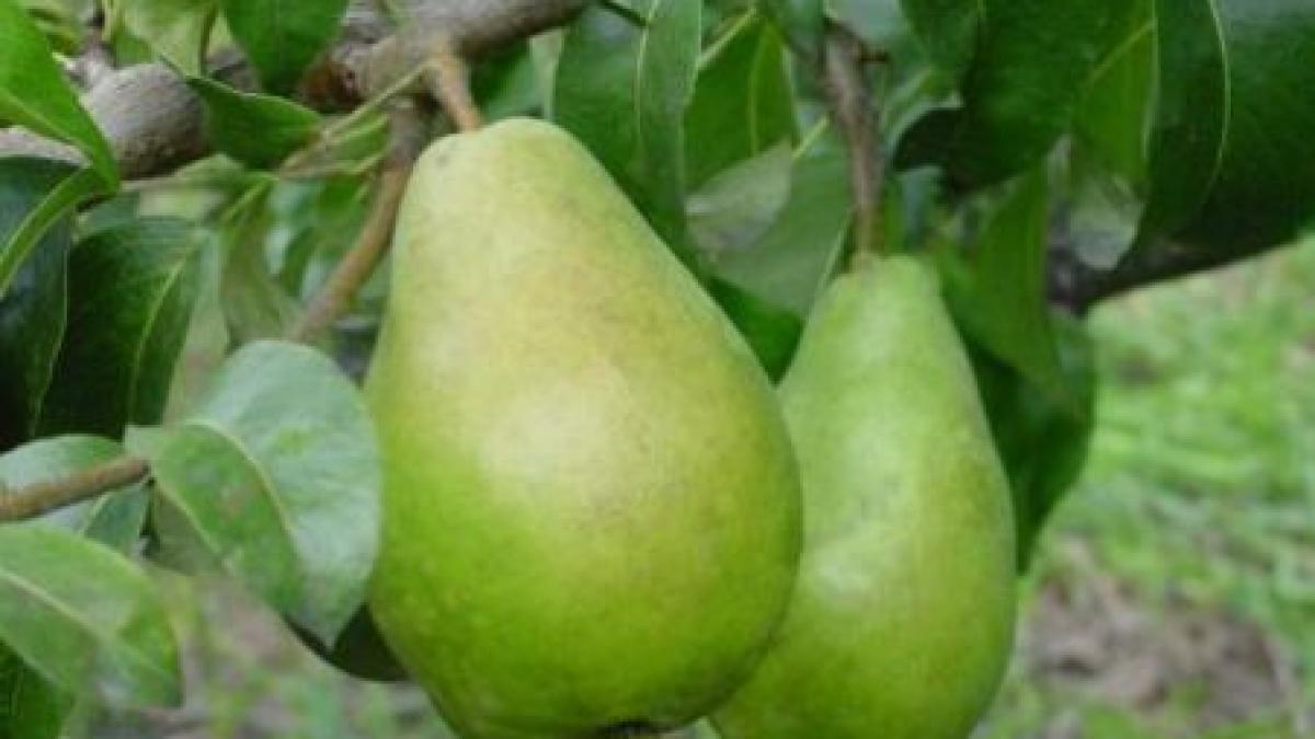 elevii vor merge din nou in practica agricola asa cum se intampla inainte de revolutie video