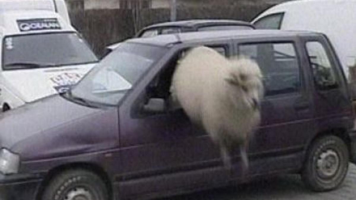 un fermier a donat guvernului profitul sau de cateva zeci de lei video