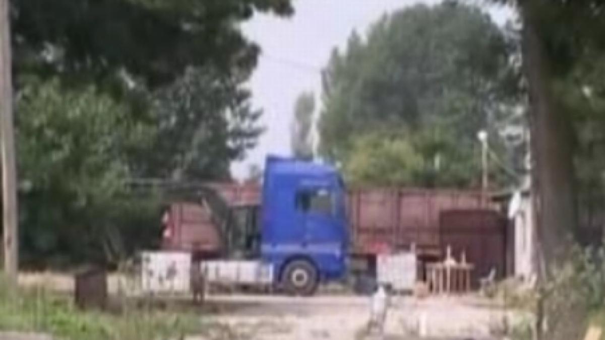 ferma de titei si canabis descoperita la constanta video