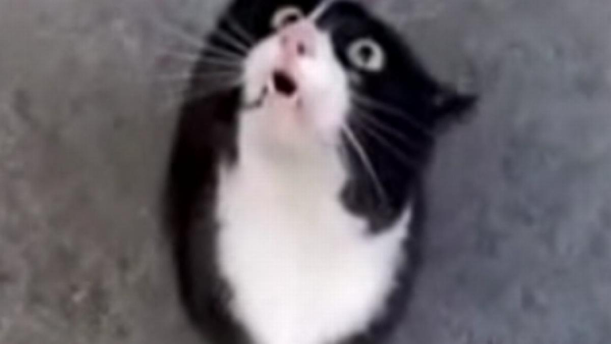 o pisica guraliva ii miorlaie informatii importante stapanului ei video