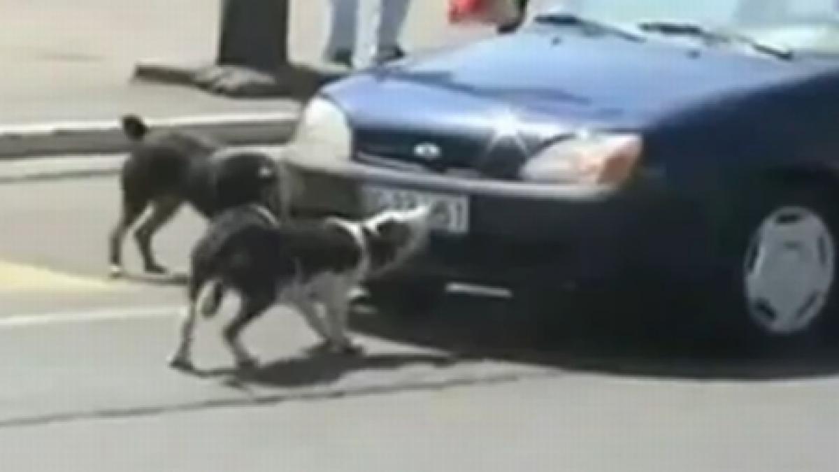 de ce nu trebuie sa claxonezi cateii iti pot fura placuta de inmatriculare video