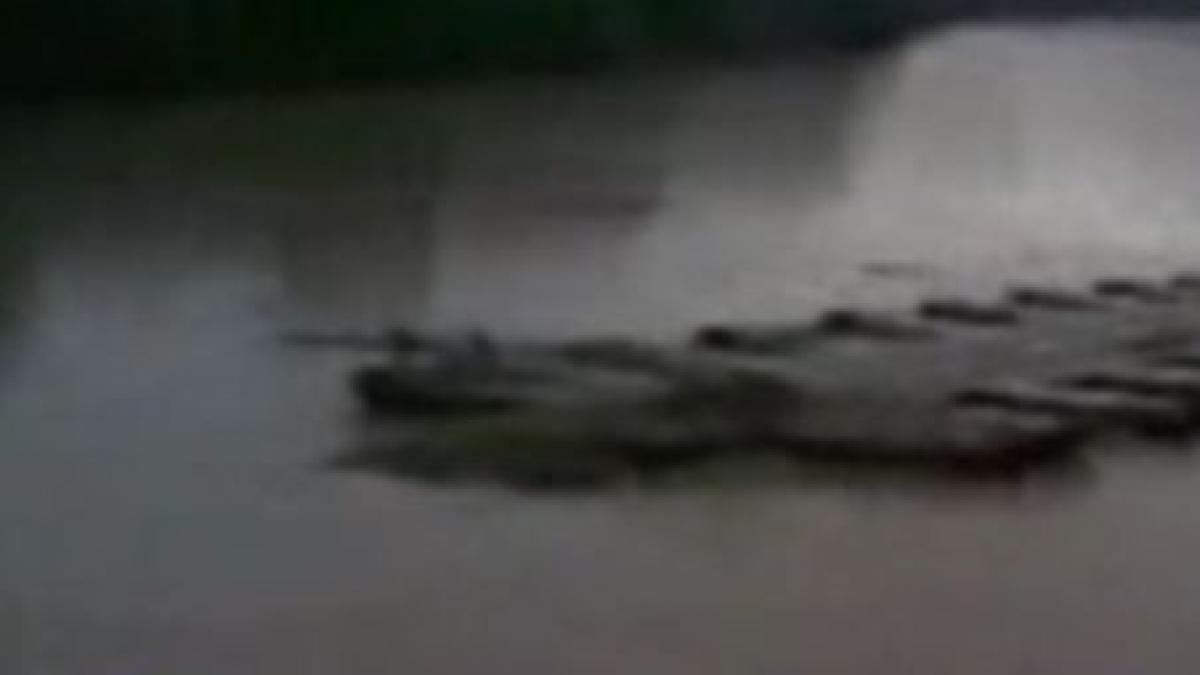 un barbat a plutit in deriva 15 km pe un pod luat de apele muresului video