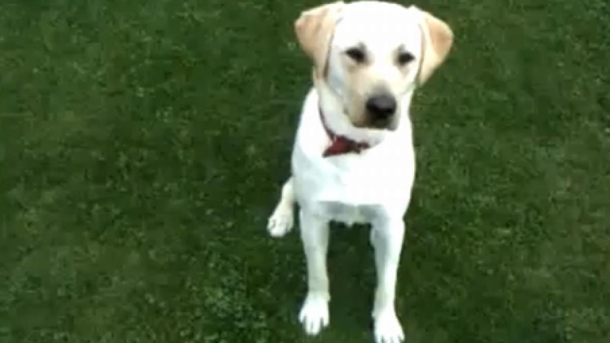 freddy catelul care nu accepta mancare de la basescu video