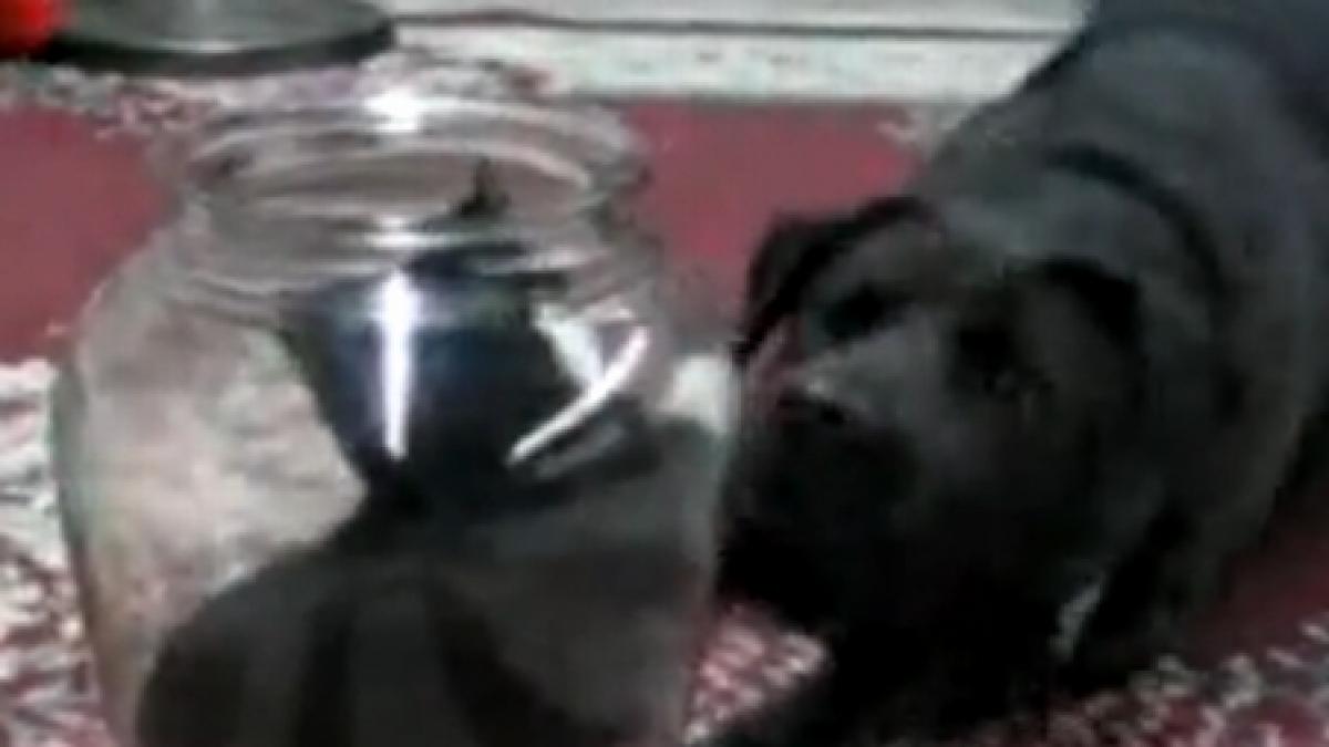 pisica smechera enerveaza un caine si apoi se ascunde intr un borcan video