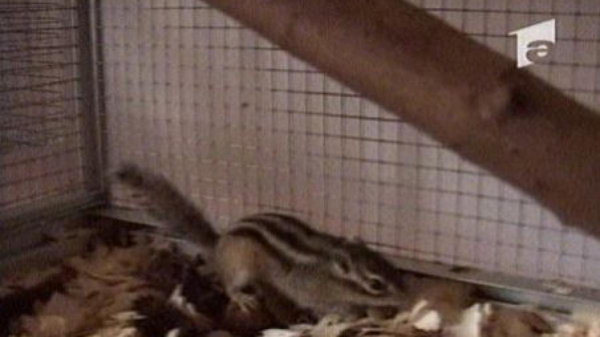 brasov o tanara are propria ei ferma de veverite video