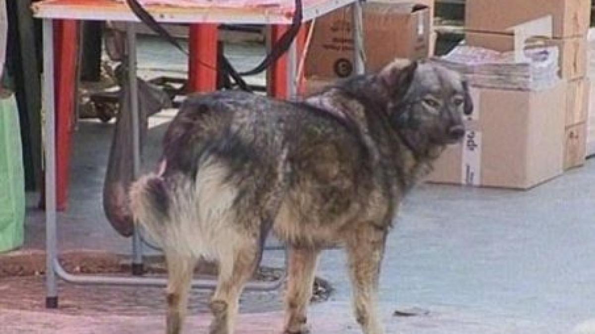 cainii din capitala ar putea fi sterilizati in totalitate in cativa ani video