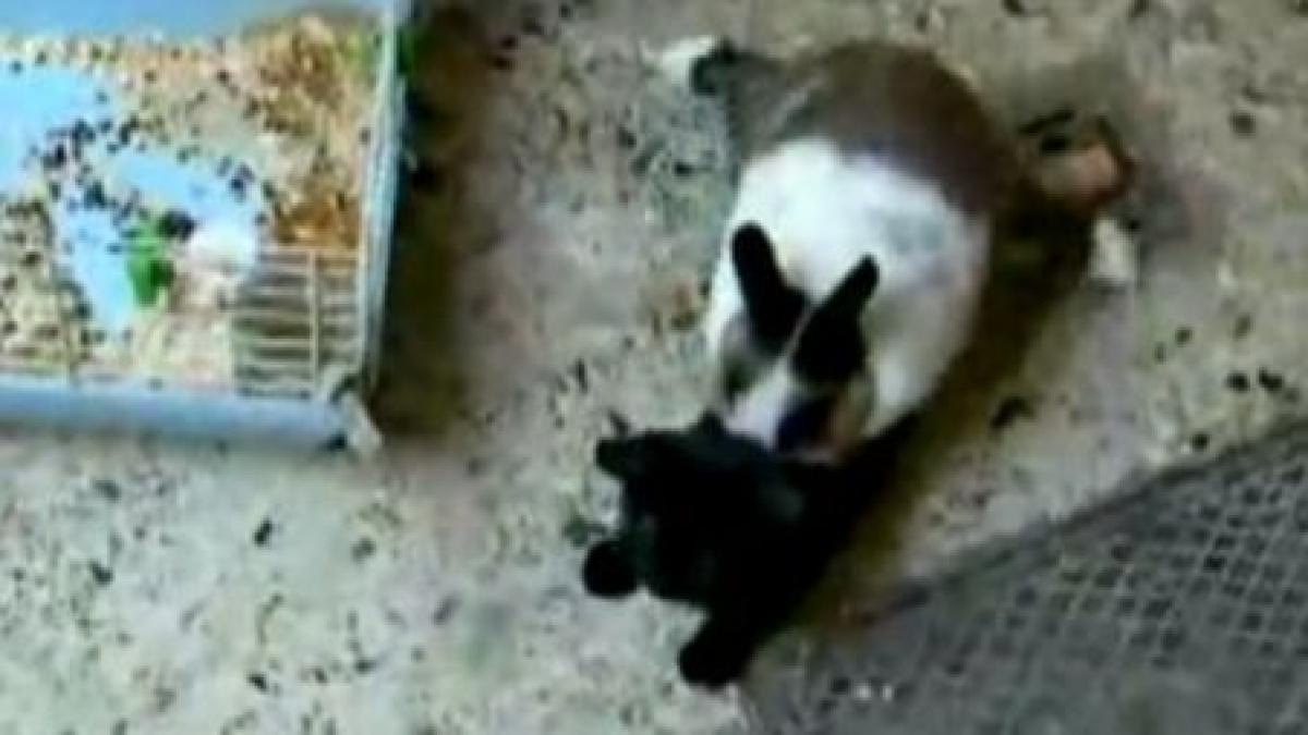 pisica abuzata sexual de un iepure video