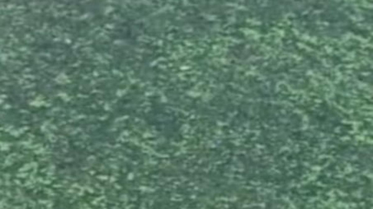 probleme pe litoral plaja din mamaia invadata de alge video