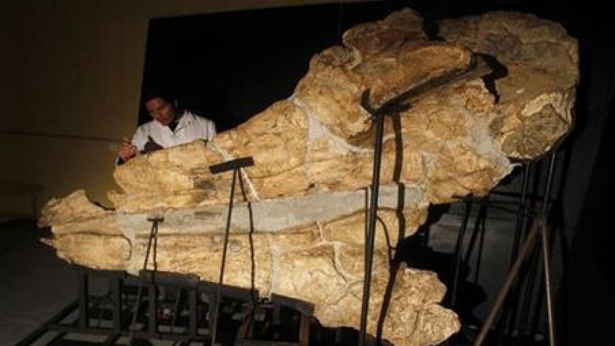 Fosila unui monstru marin descoperită în Peru